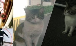 Kedi ‘Eros’u Öldüren Sanığa Verilen ‘İyi Hal’ İndirimli Cezasının Artırılması Talebi Reddedildi