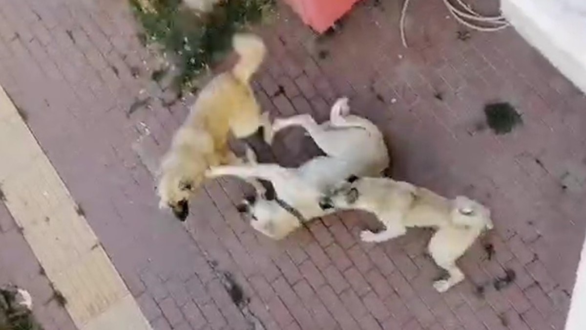 Bilecik’te sahipsiz köpek korkusundan sokağa çıkılamıyor